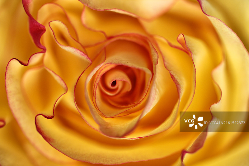 黄色玫瑰特写图片素材