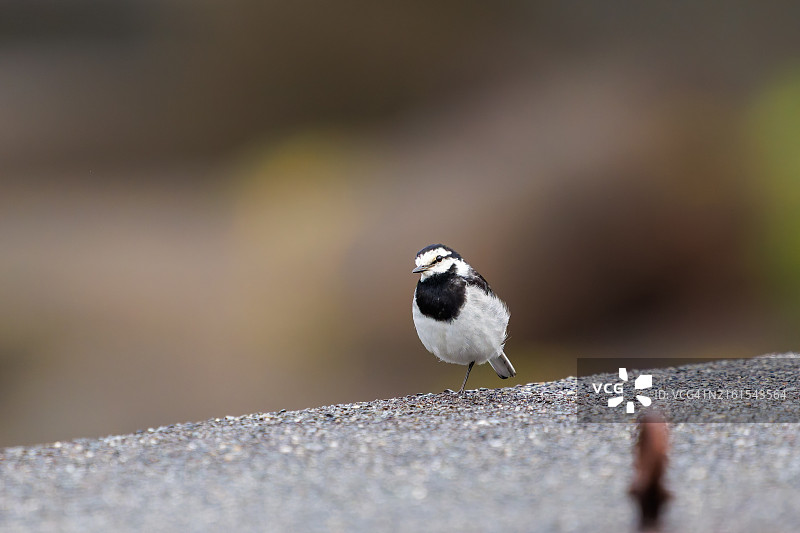 可爱的日本花喜鹊，摄于中国日本静冈县伊豆半岛图片素材