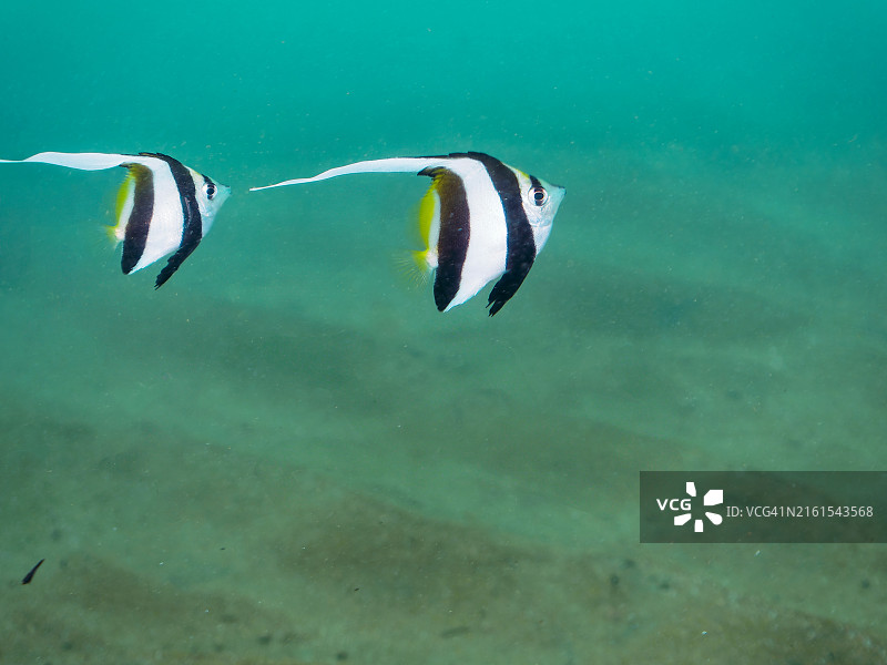 沙地绳索池中的鱼群图片素材