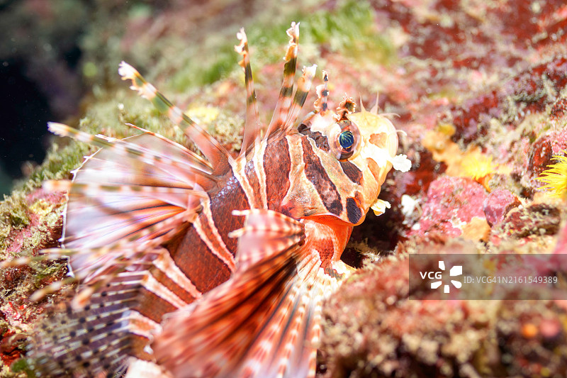 美丽的斑马蓑鲉图片素材