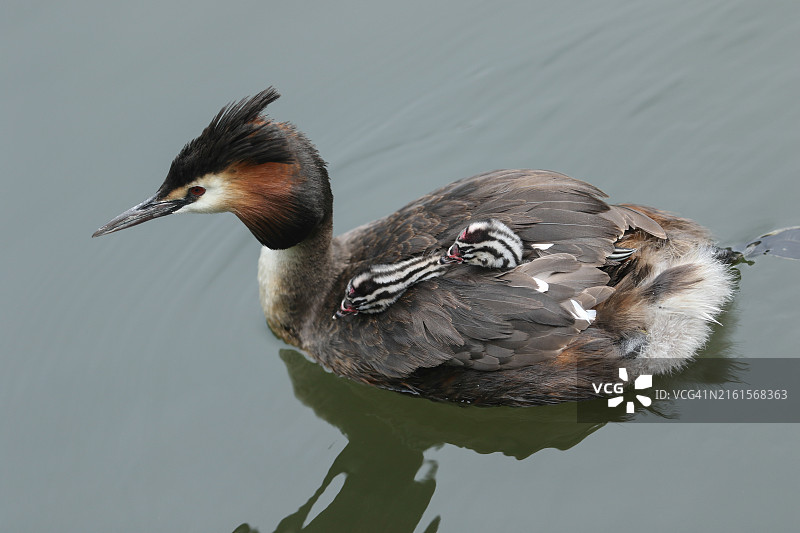 一只凤头鸊鷉在河里游泳，背上驮着两只可爱的幼鸟图片素材