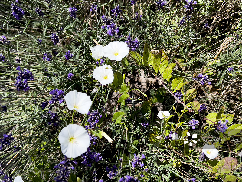 薰衣草田里的白色田旋花图片素材