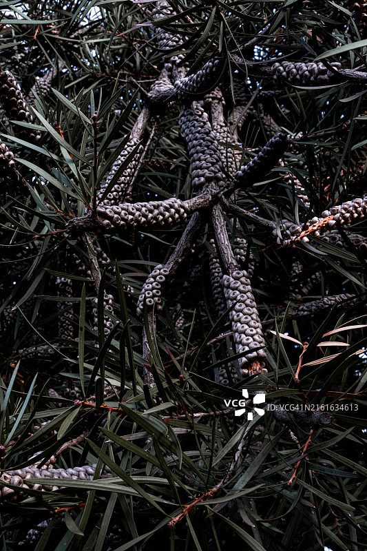 布宜诺斯艾利斯日式花园：展现日本文化的主题公园和植物园图片素材