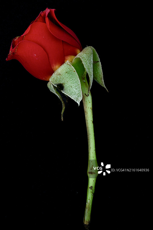 黑背景下的玫瑰花特写图片素材