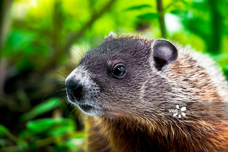 土拨鼠特写图片素材