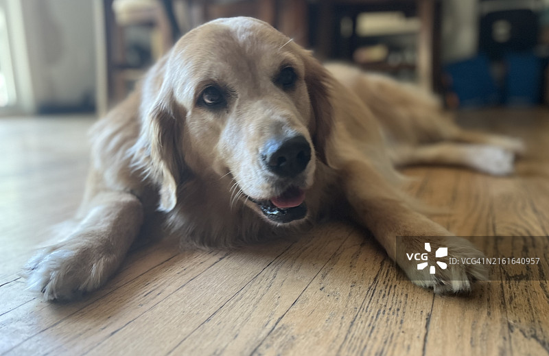 金毛猎犬趴在地上的特写肖像，美国马萨诸塞州图片素材