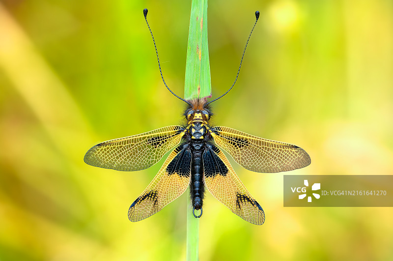 蜻蜓在植物上的特写图片素材