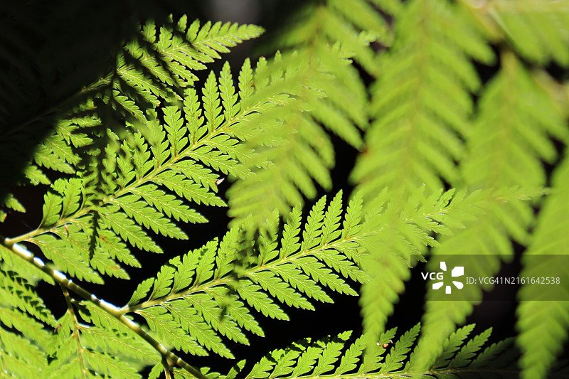 蕨类植物叶子的特写图片素材