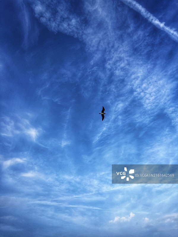 仰视飞翔的鸟映衬蓝天，阿拉伯联合酋长国图片素材