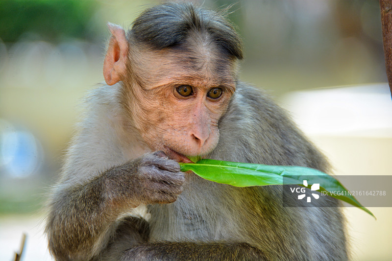 猕猴吃树叶特写图片素材