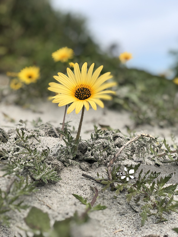 南非西开普省兰格班，田野中的向日葵特写图片素材