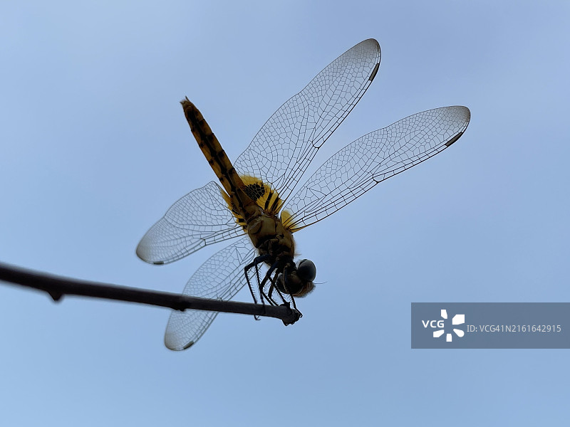 晴朗蓝天下，植物上蜻蜓的低角度视图图片素材