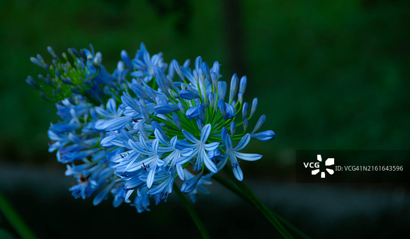 紫色开花植物特写图片素材