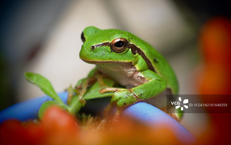 欧洲树蛙的特写图片素材