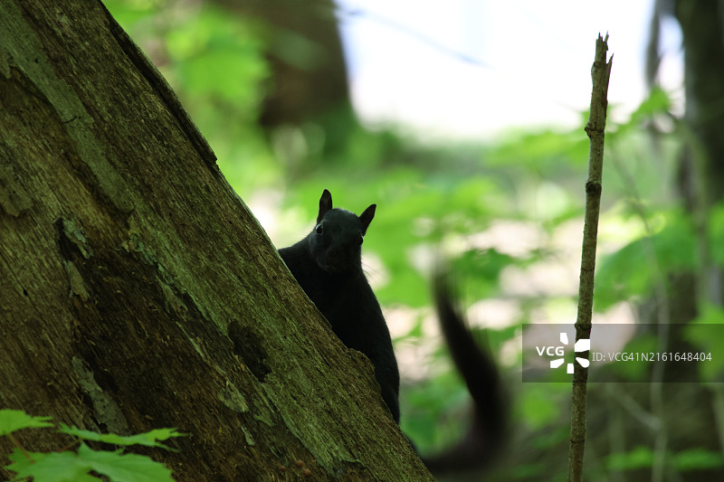 树干上猫的特写图片素材