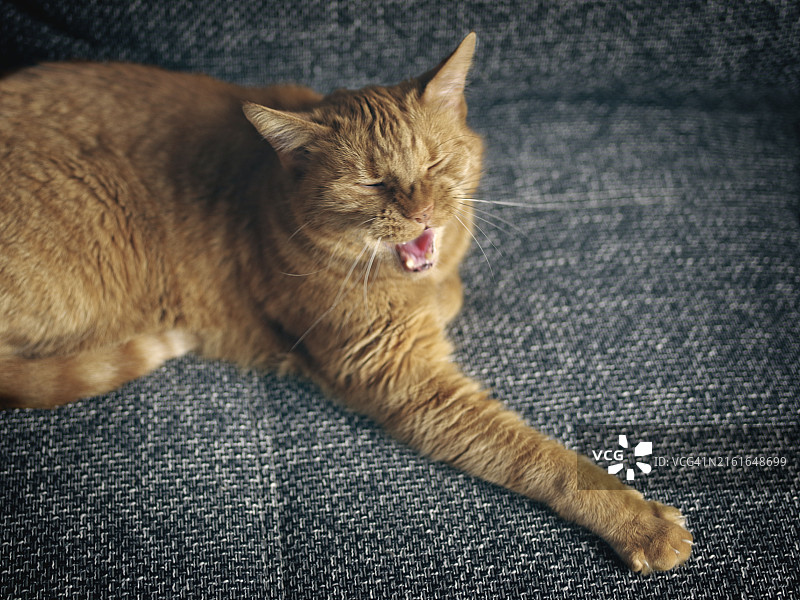 在沙发上打呵欠的滑稽红猫，德国，有选择性焦点的横向图像图片素材