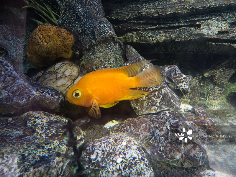 热带鱼在水下游泳的特写图片素材