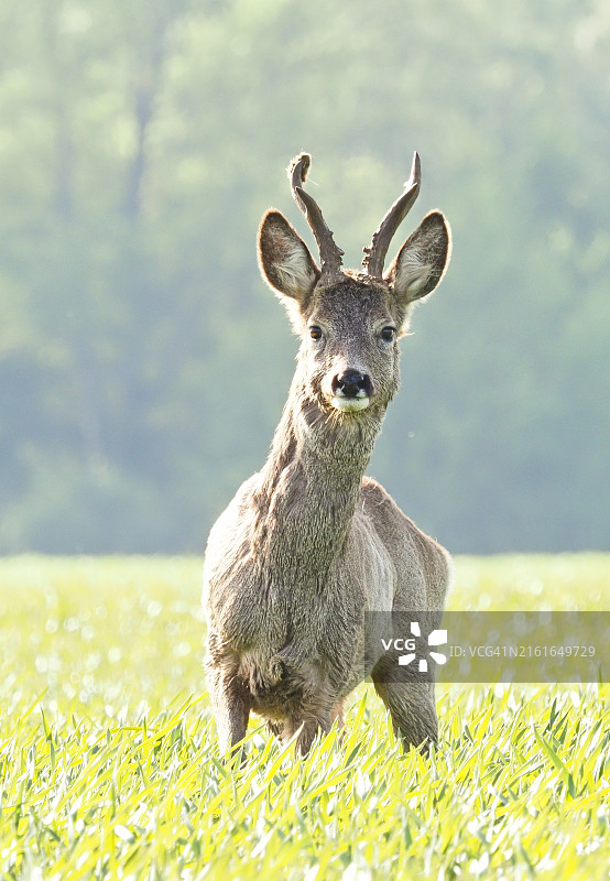 田野上的赤狍图片素材