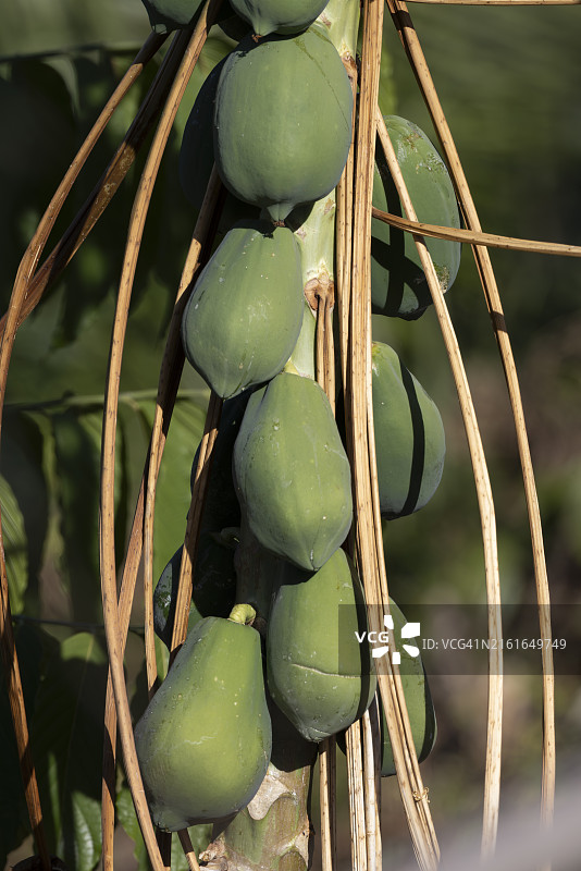 木瓜树上生长的青木瓜图片素材