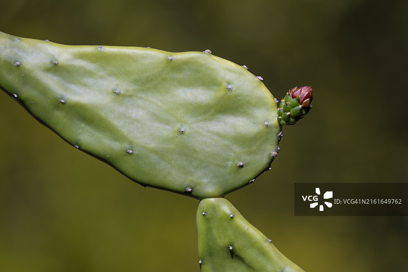 单苞胭脂仙人掌图片素材
