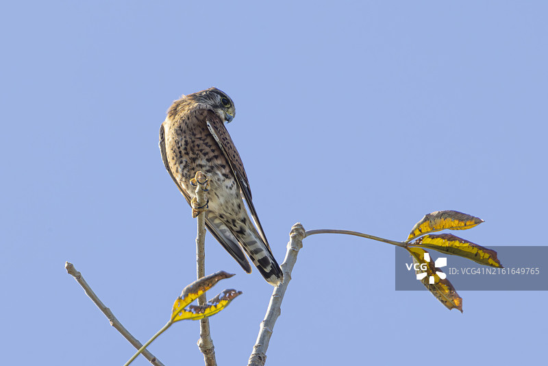 马岛姬隼图片素材