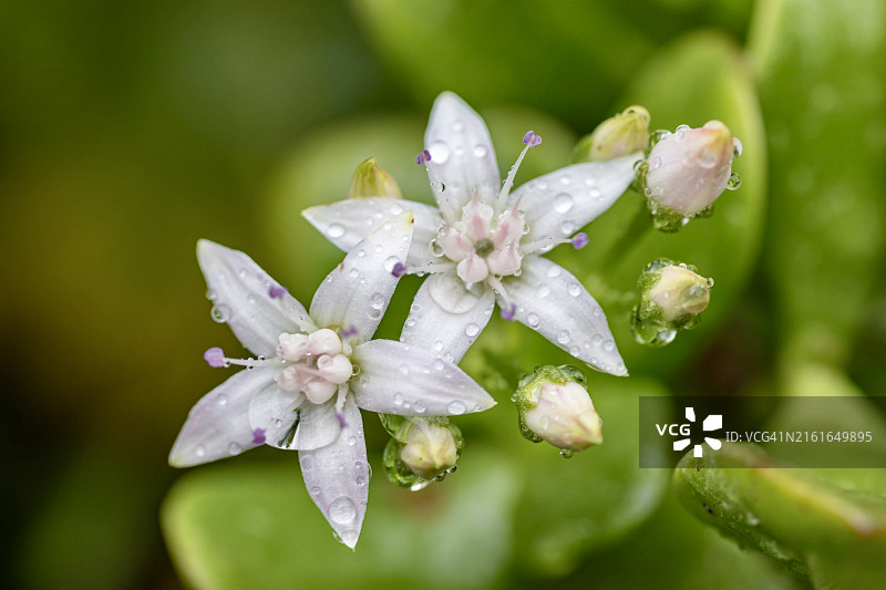 白色湿花植物特写，澳大利亚西澳大利亚州珀斯图片素材
