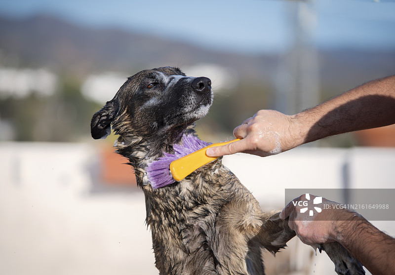 可爱的马里努阿犬泡泡浴图片素材
