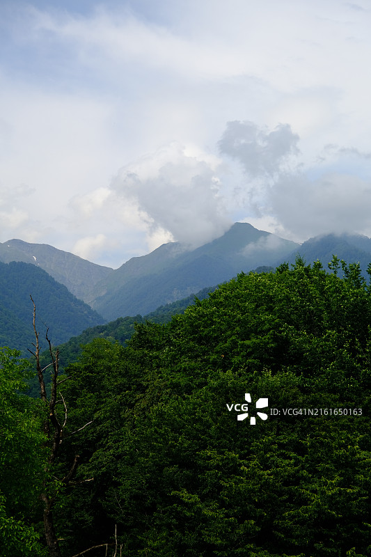 天空映衬下的森林美景图片素材
