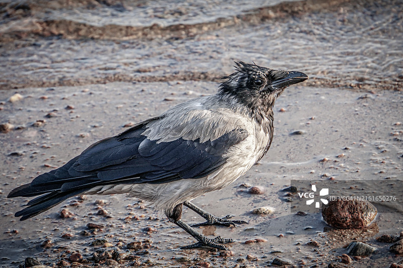 俄罗斯海滩鸣禽栖息特写图片素材