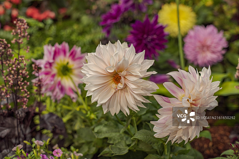 粉色花朵特写，美国加利福尼亚州圣罗莎图片素材