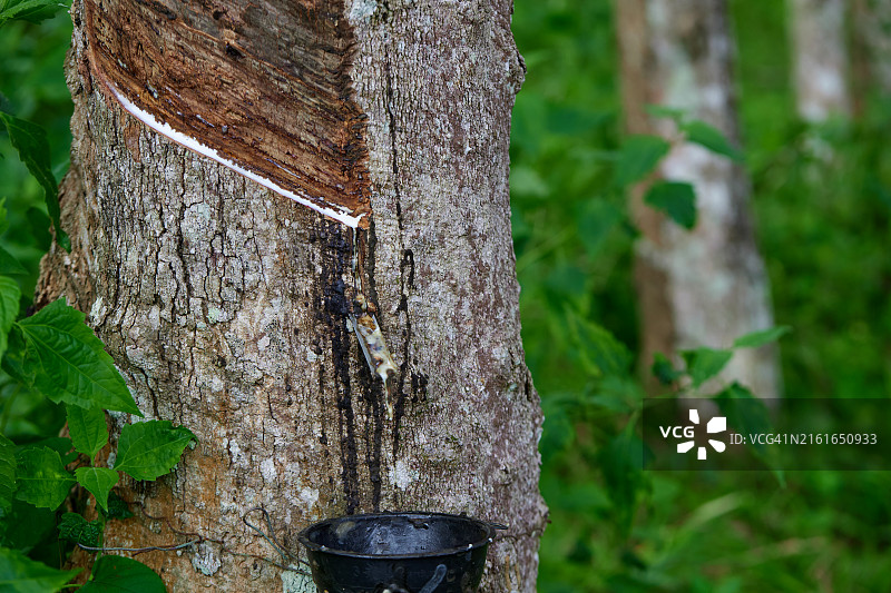 生锈的碗盛着从橡胶树流出的乳胶图片素材