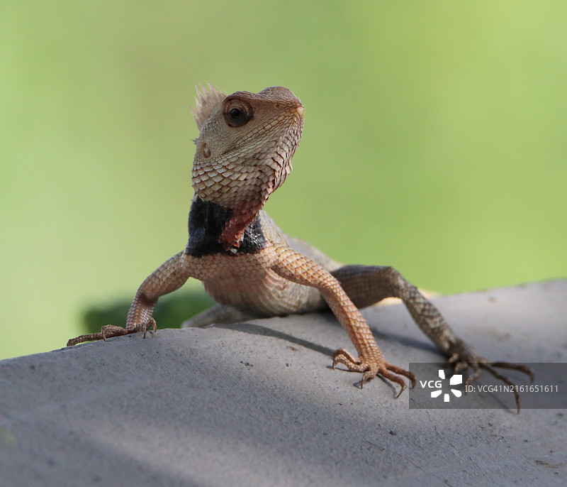 鬣蜥在岩石上的特写图片素材