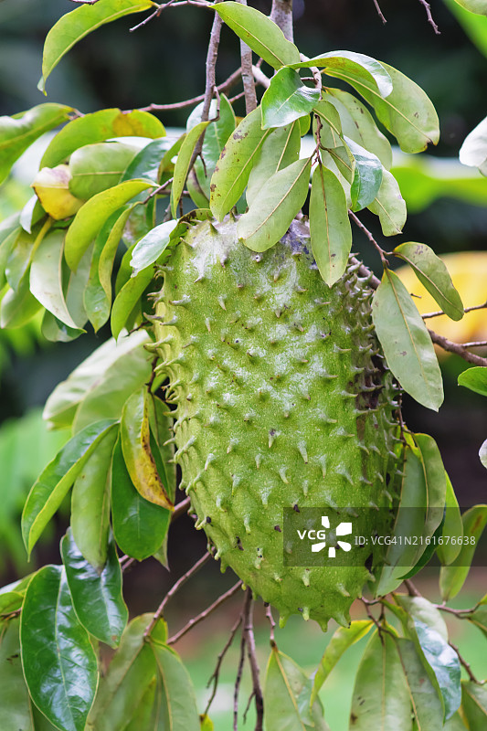 哥斯达黎加树上悬挂的刺果番荔枝特写图片素材