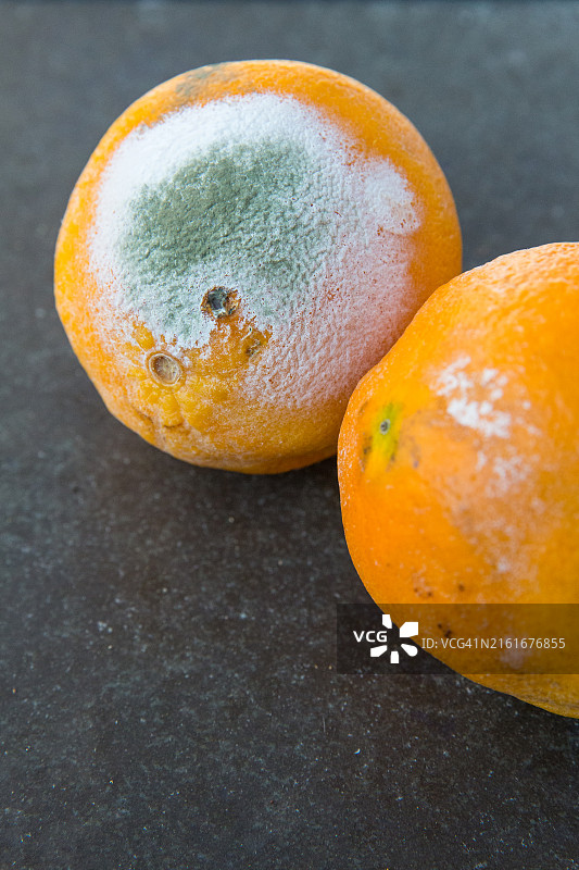 发霉的食物、腐烂的水果、橘子上的霉菌图片素材