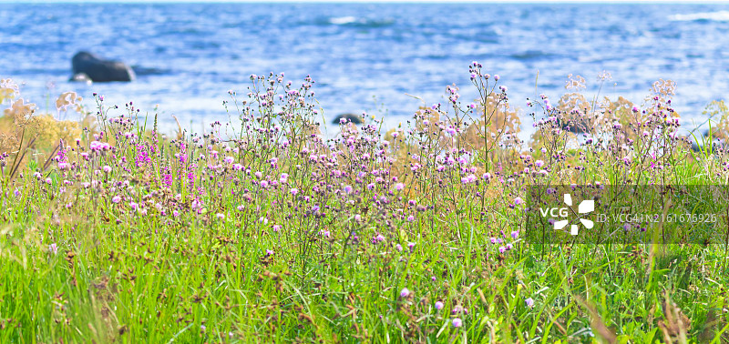 海岸线旁鲜花的美丽色彩图片素材