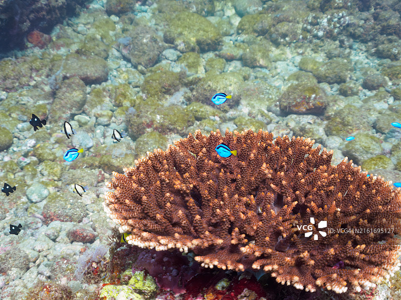 美丽的桌面珊瑚和可爱的幼鱼群图片素材