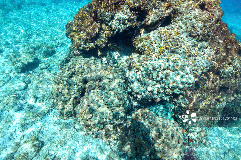美丽的珊瑚群，如孔雀珊瑚。日本伊豆群岛式根岛，东京 - 2021年3月图片素材