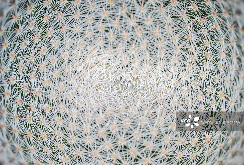 美丽乳突球仙人掌（或猫头鹰眼仙人掌）白色刺的纹理和背景的完整画面图片素材