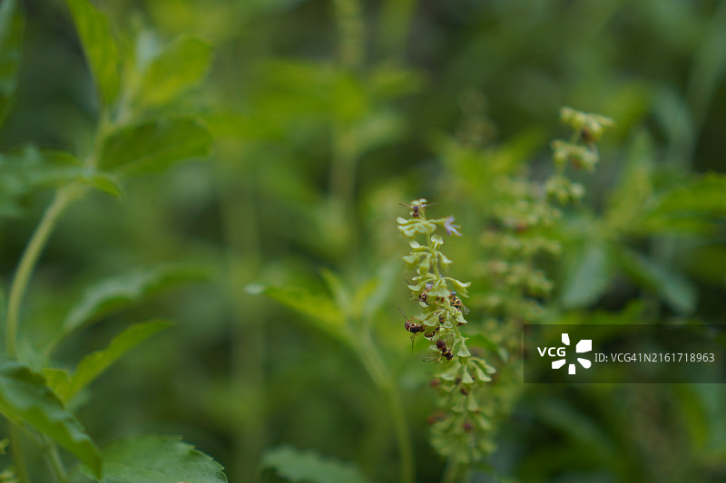泰国圣罗勒花上的黄色苍蝇图片素材