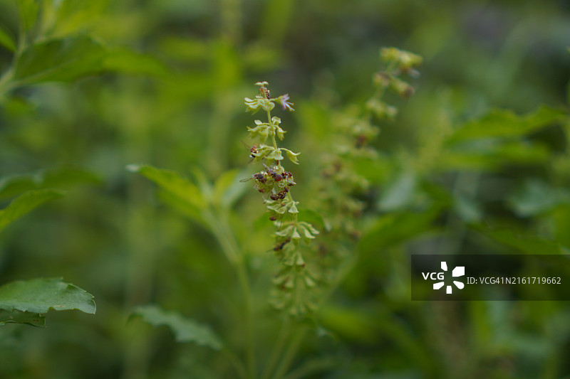 泰国圣罗勒(Ocimum tenuflorum sanctum)或Tulsi kaphrao圣罗勒是一种直立，叶子绿色的蔬菜，在自然背景下盛开在花园中图片素材