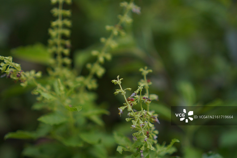 泰国圣罗勒(Ocimum tenuflorum sanctum)或Tulsi kaphrao圣罗勒是一种直立，叶子绿色的蔬菜，在自然背景下盛开在花园中图片素材