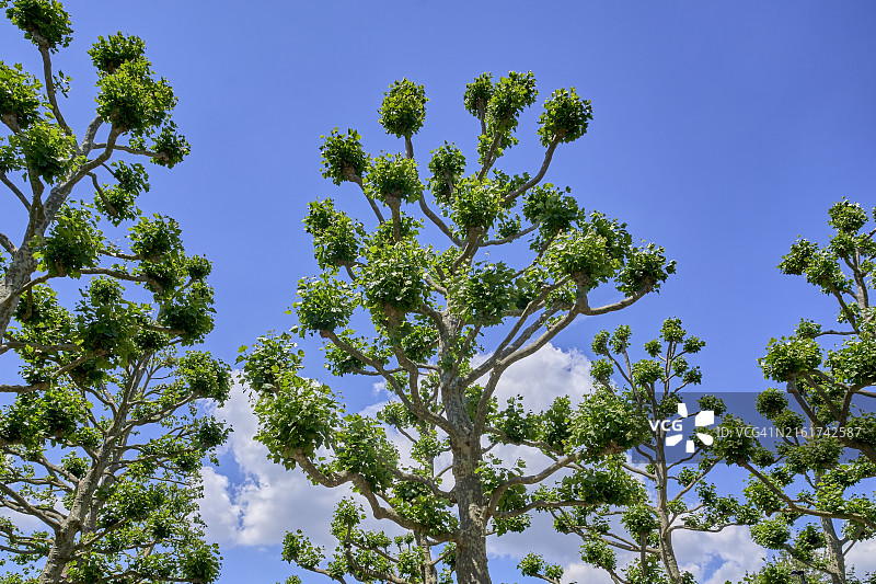 伦敦街道上新叶初发的法桐树图片素材