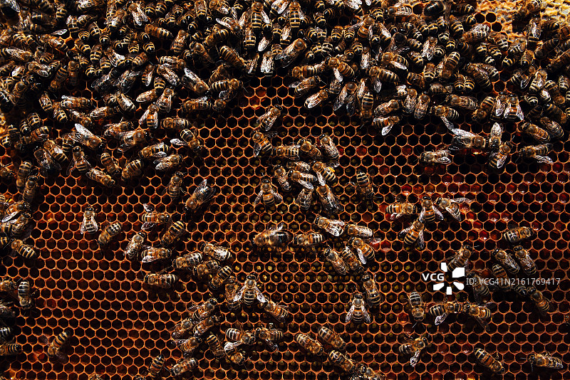 蜂巢上的蜜蜂，养蜂业，生态产品，小型商业，蜂箱图片素材