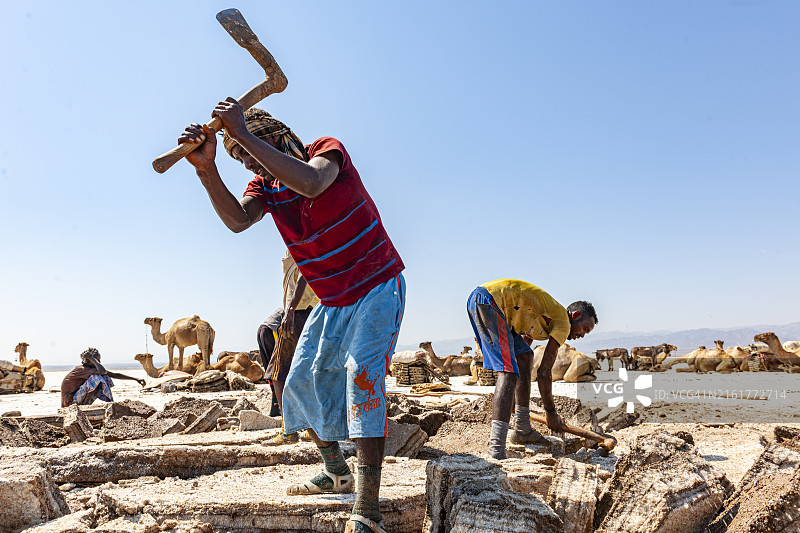埃塞俄比亚哈迈德埃拉的盐提取图片素材