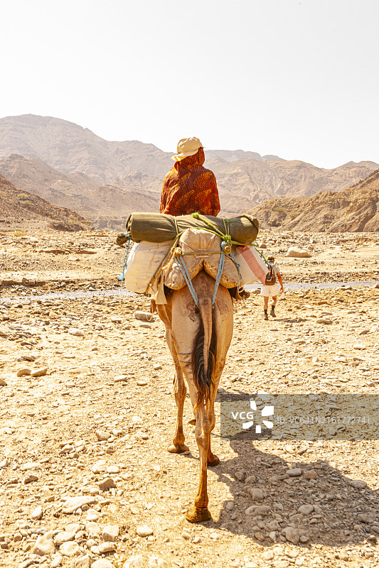埃塞俄比亚：从哈迈德埃拉到阿萨博莱的骆驼商队运盐图片素材