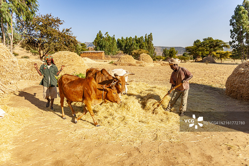 埃塞俄比亚,盖拉尔塔附近的一个村庄,农民们在高原上劳作图片素材