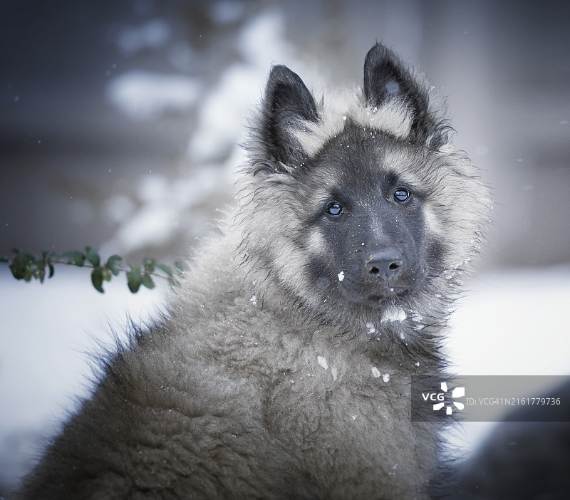 纯种比利时牧羊犬特写肖像，美国。图片素材