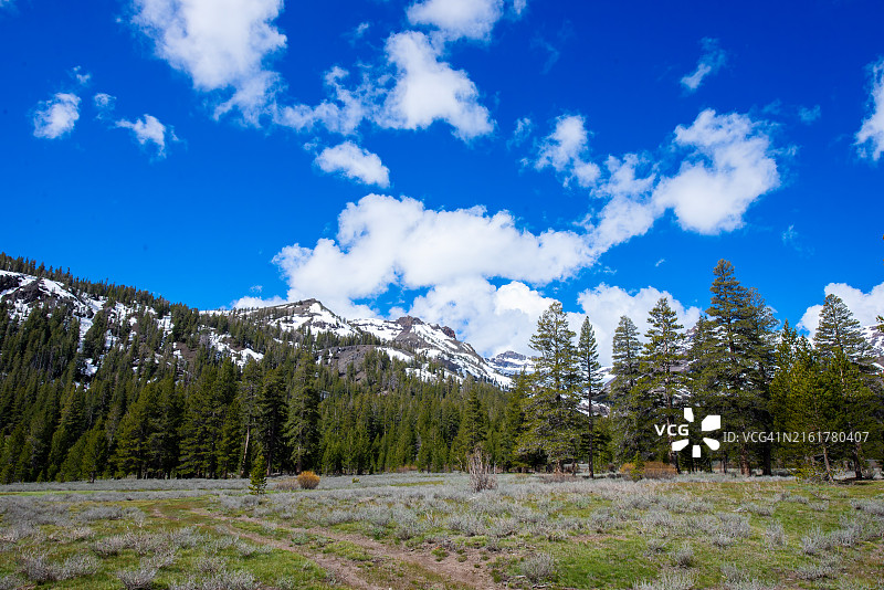 加利福尼亚州松树林风景图片素材