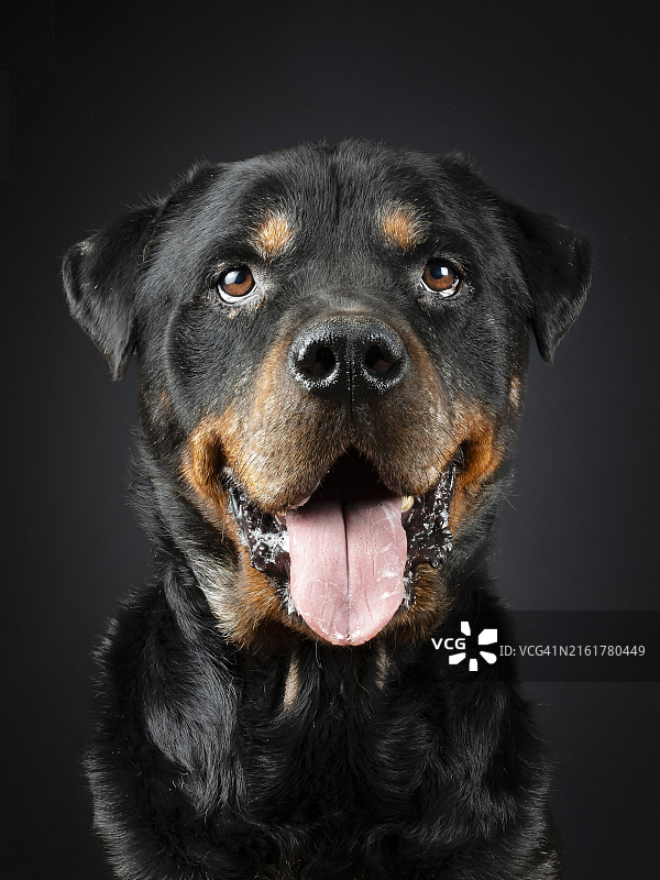 灰色背景下的罗威纳犬 портрет图片素材