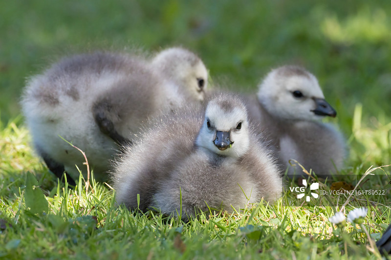 草地上小鸭子的特写镜头图片素材